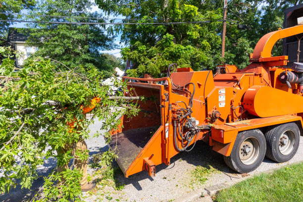 Best Tree Clearing Services  in Somerset, WI